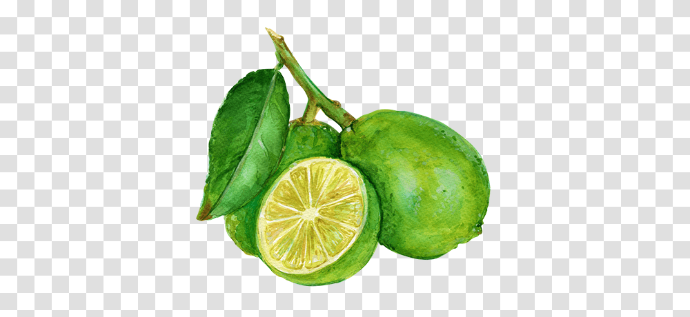 Why Grove, Plant, Lime, Citrus Fruit, Food Transparent Png