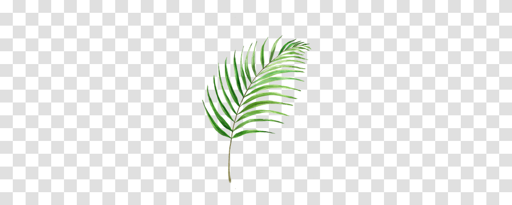 Why I Love Church Camp, Plant, Fern, Leaf, Green Transparent Png