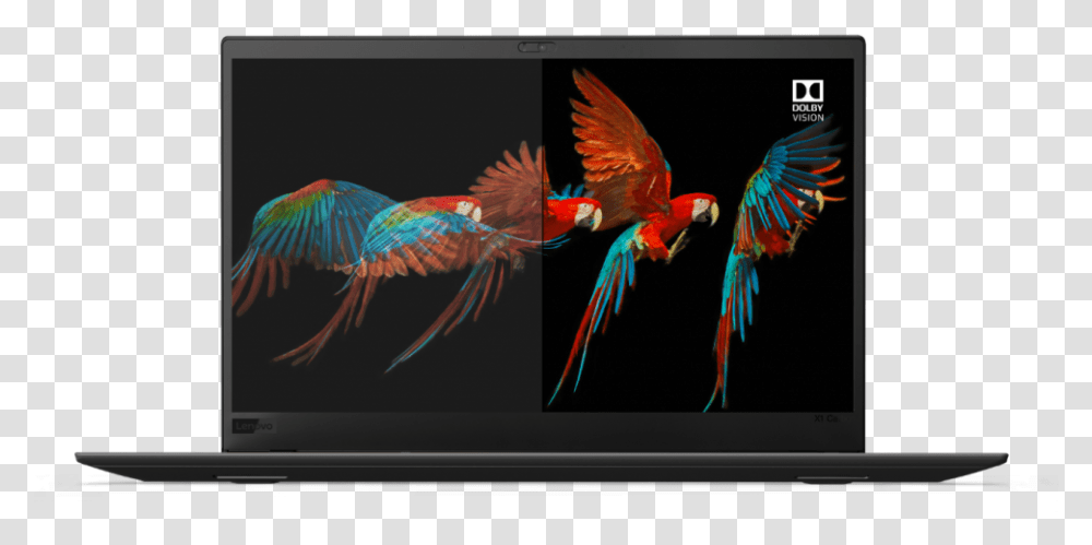 Why Your Next Pc Should Have Dolby Vision, Bird, Animal, Parrot, Fish Transparent Png