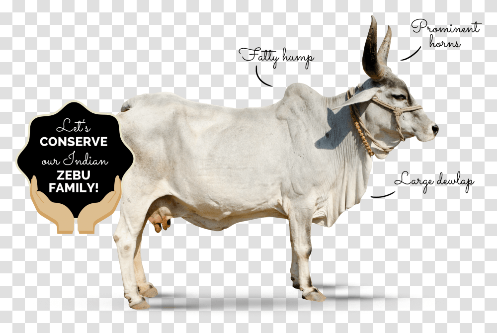 Why Zebu Indian Zebu, Bull, Mammal, Animal, Cow Transparent Png