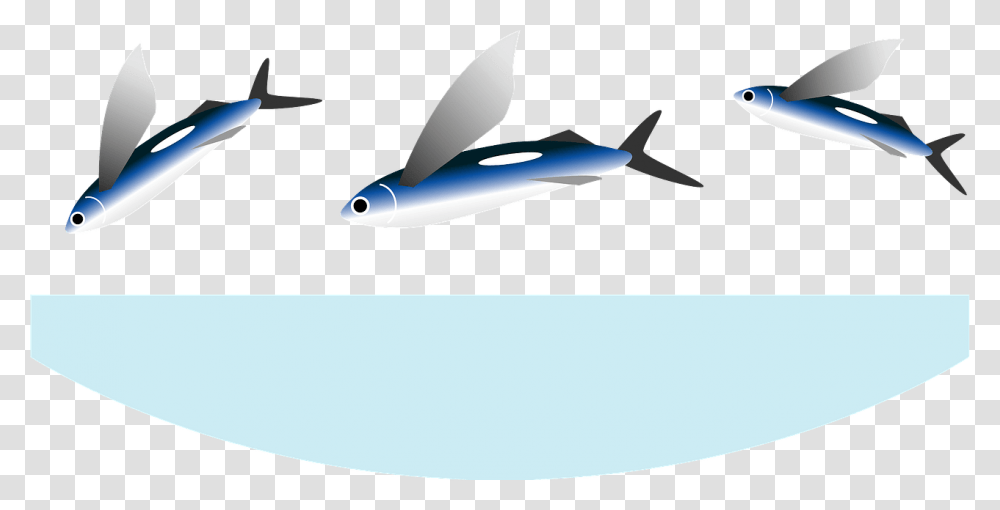 Wide Body Aircraft, Tuna, Sea Life, Fish, Animal Transparent Png