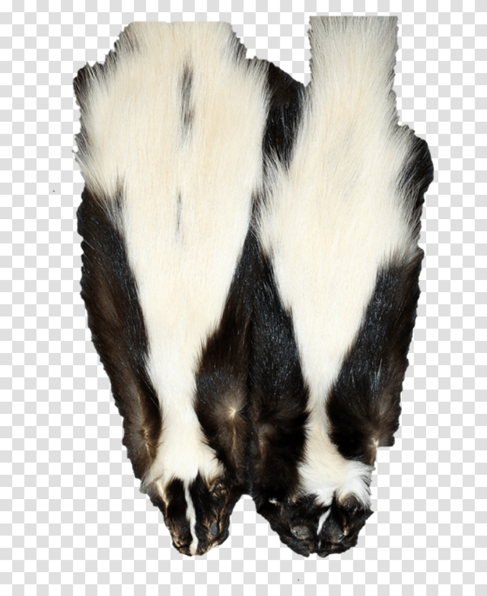 Wide Stripe Skunks Pelt, Wildlife, Animal, Mammal, Horse Transparent Png
