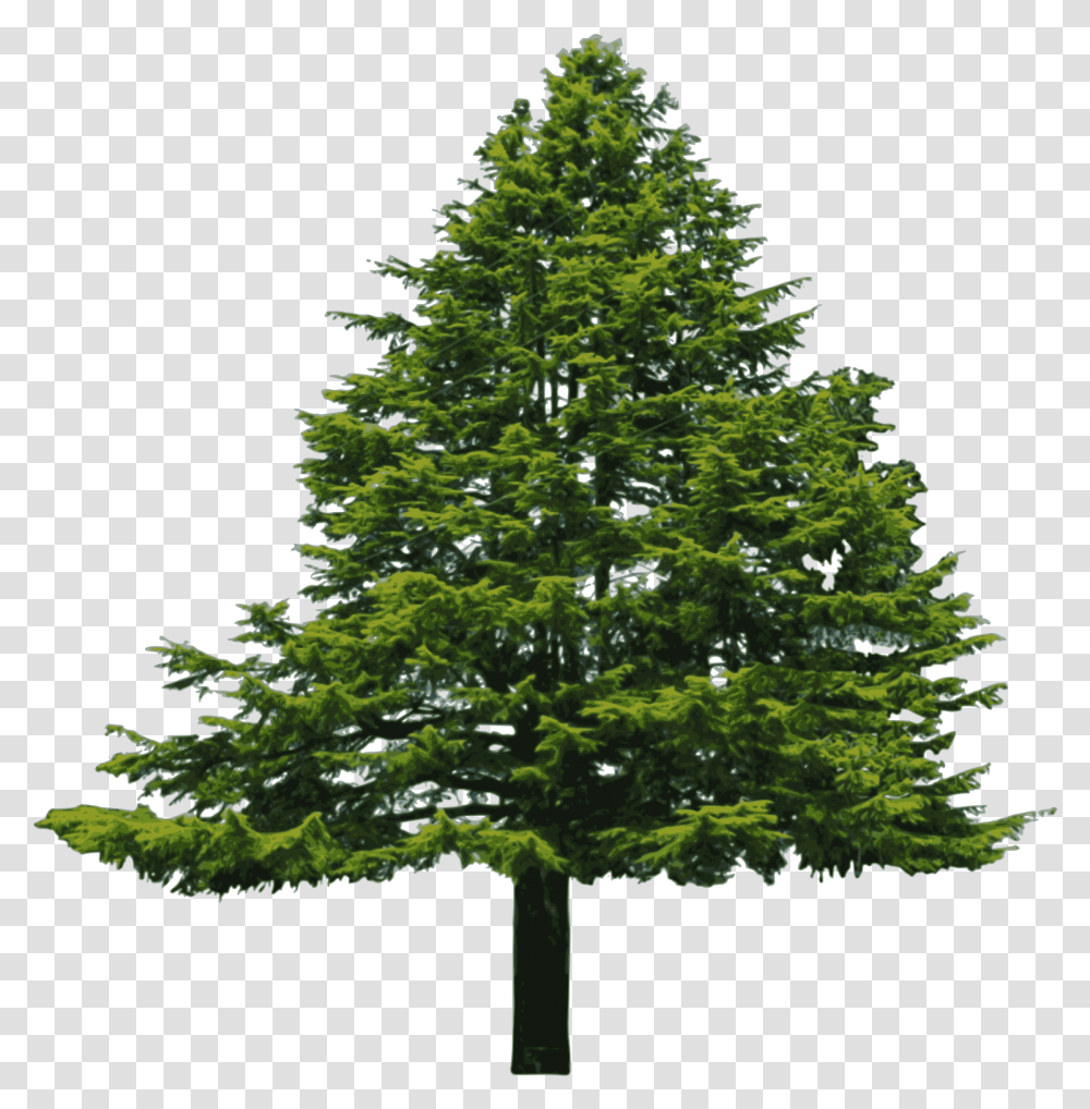 Wide Tree Douglas Fir, Plant, Christmas Tree, Ornament, Abies Transparent Png