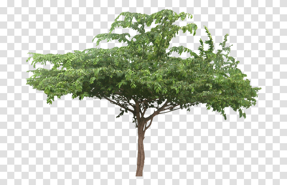 Wide Tree Treepng 188727 Images Jungle Trees Cut Out, Plant, Leaf, Maple, Tree Trunk Transparent Png