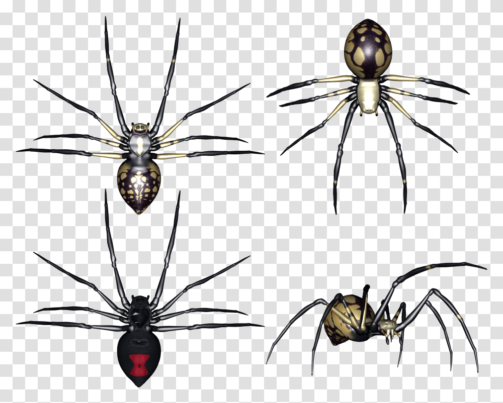 Widow Spider, Invertebrate, Animal, Arachnid, Insect Transparent Png