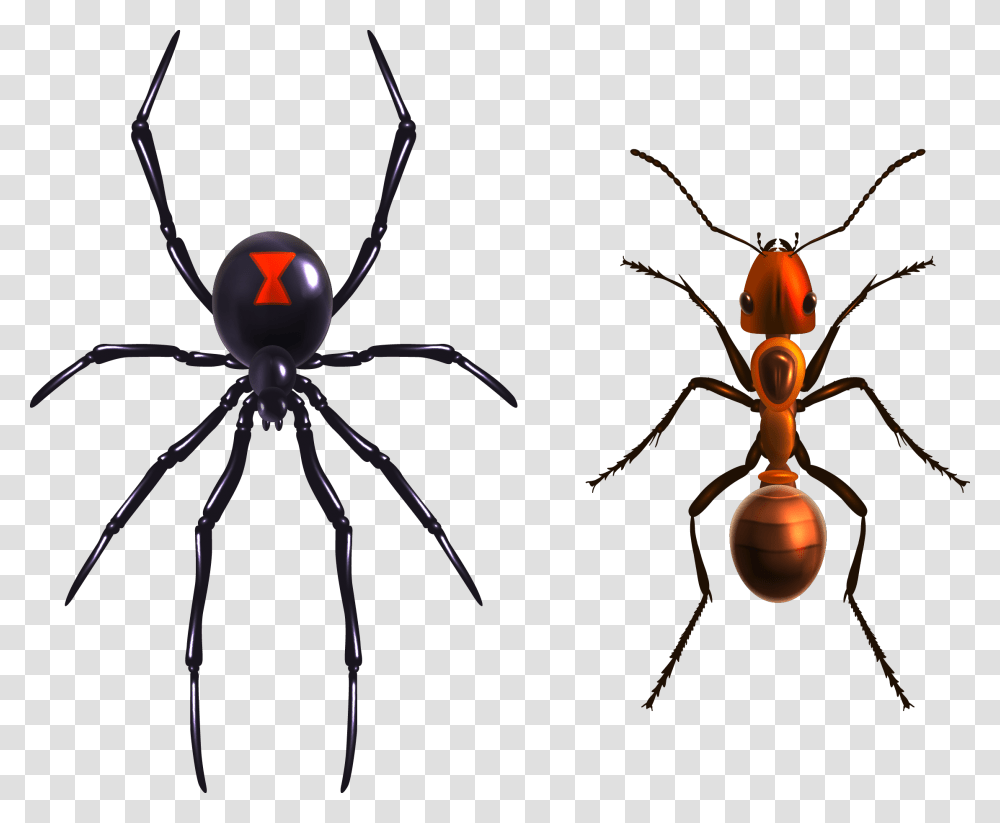 Widow Spiders Royalty Royalty Free Black Widow Spider, Invertebrate, Animal, Insect, Arachnid Transparent Png