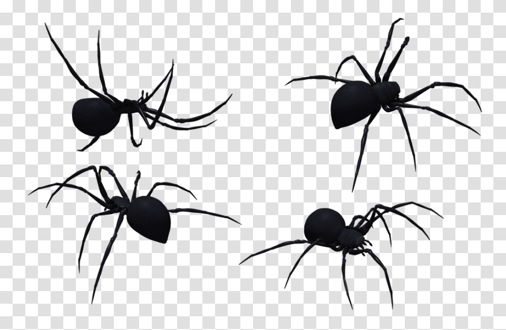 Widow Spiders Stock Xchng Stock Photography Clip Art, Animal, Invertebrate, Ant, Insect Transparent Png