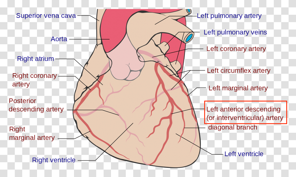 Widowmaker, Plot, Diagram Transparent Png