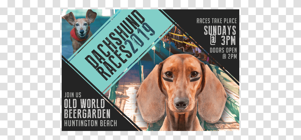 Wiener Dog Races Dachshund, Pet, Canine, Animal, Mammal Transparent Png