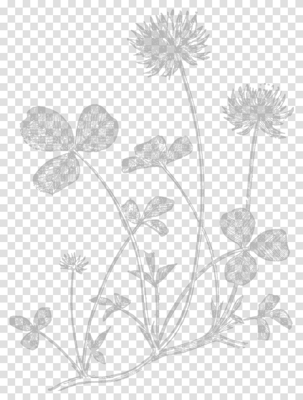 Wife Buttercup, Plant, Flower, Blossom, Stencil Transparent Png