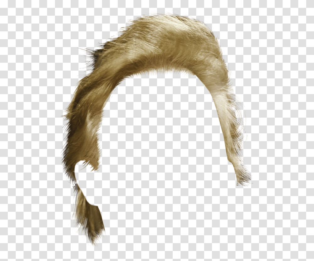 Wig, Person, Mammal, Animal, Ferret Transparent Png