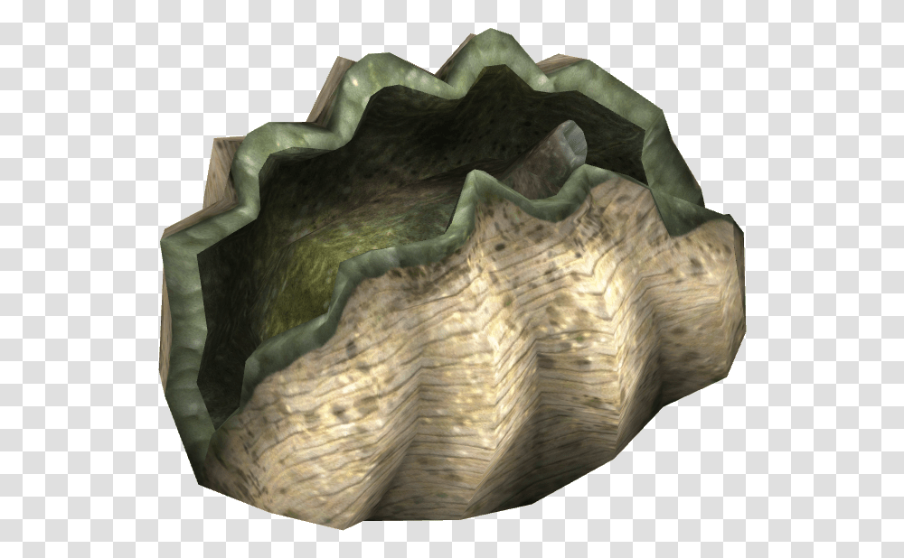 Wiki Giant Clam, Turtle, Reptile, Sea Life, Animal Transparent Png