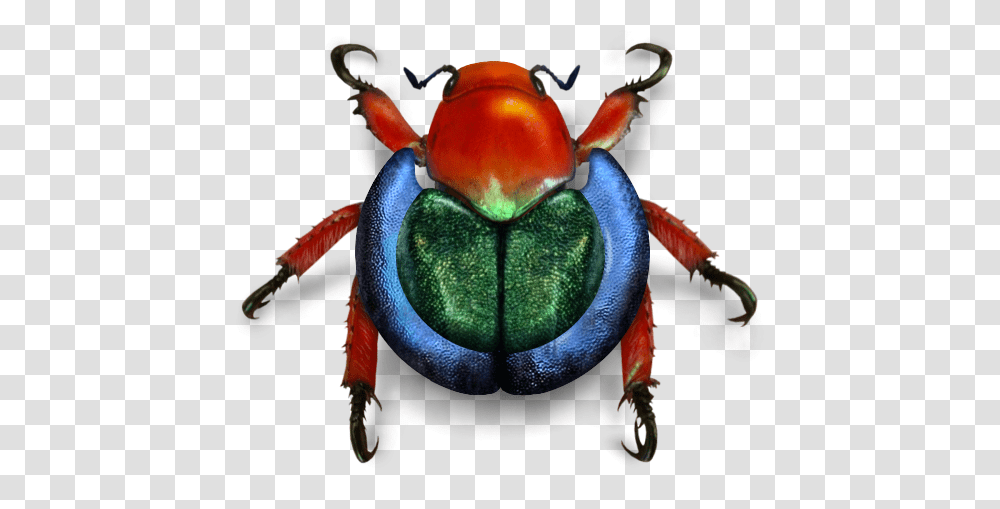 Wikimedia Beetle, Animal, Toy, Insect, Invertebrate Transparent Png