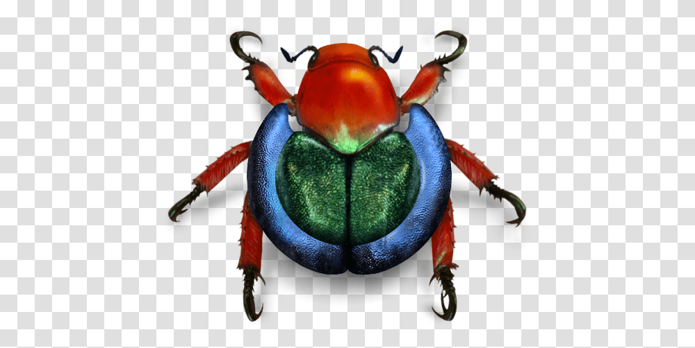 Wikimedia Beetle Weevil, Animal, Insect, Invertebrate, Toy Transparent Png