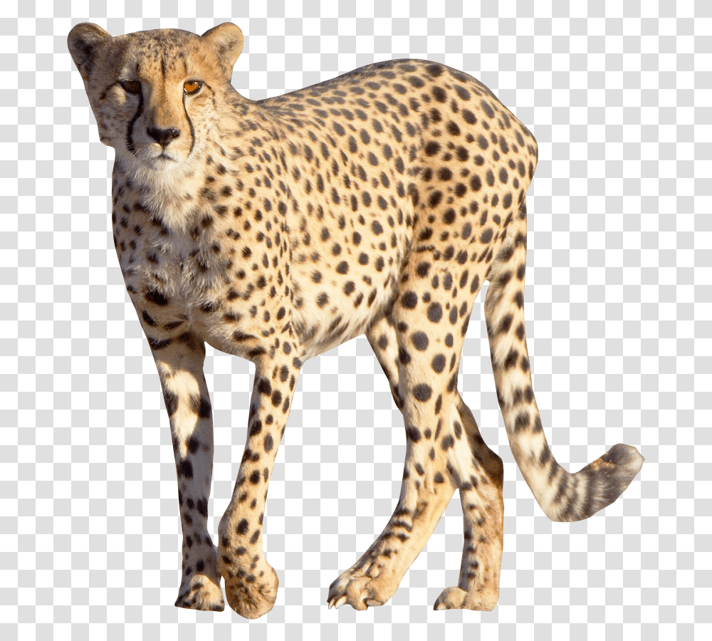 Wild Animal, Cheetah, Wildlife, Mammal, Panther Transparent Png