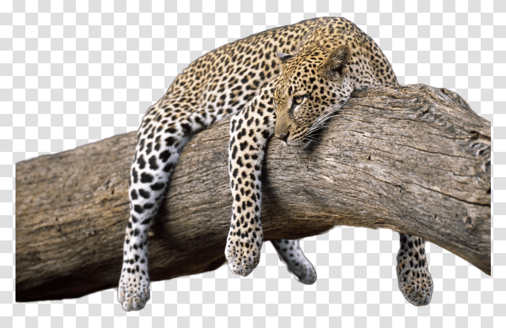 Wild Animal, Panther, Wildlife, Mammal, Jaguar Transparent Png
