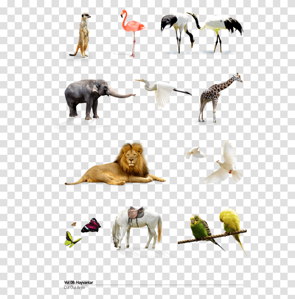 Wild Animals Adaptation Of Terrestrial Animals, Lion, Wildlife, Mammal, Bird Transparent Png