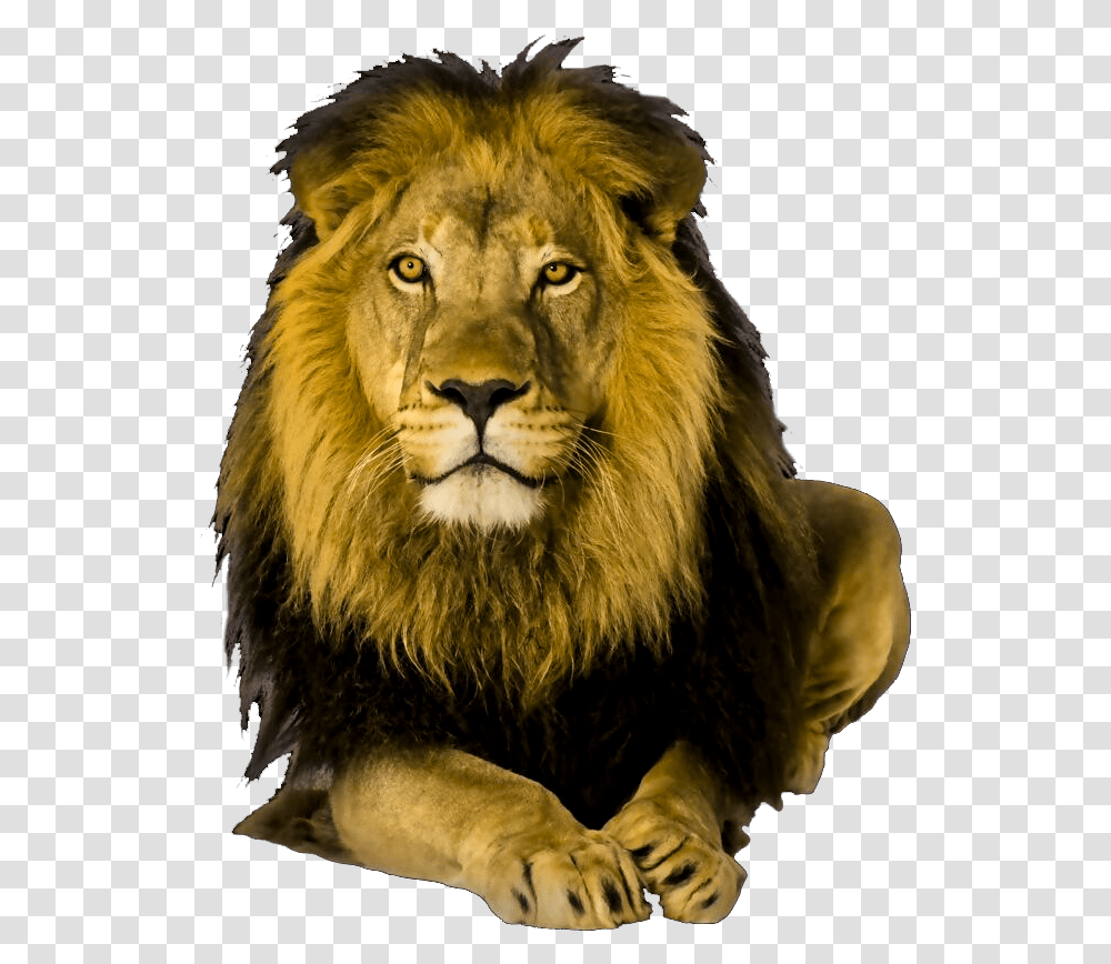 Wild Animals Animalspng Images Pluspng Lion, Wildlife, Mammal Transparent Png