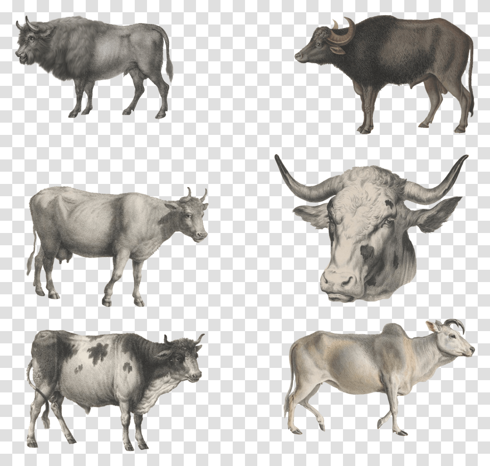 Wild Animals Herd, Bull, Mammal, Cattle, Cow Transparent Png
