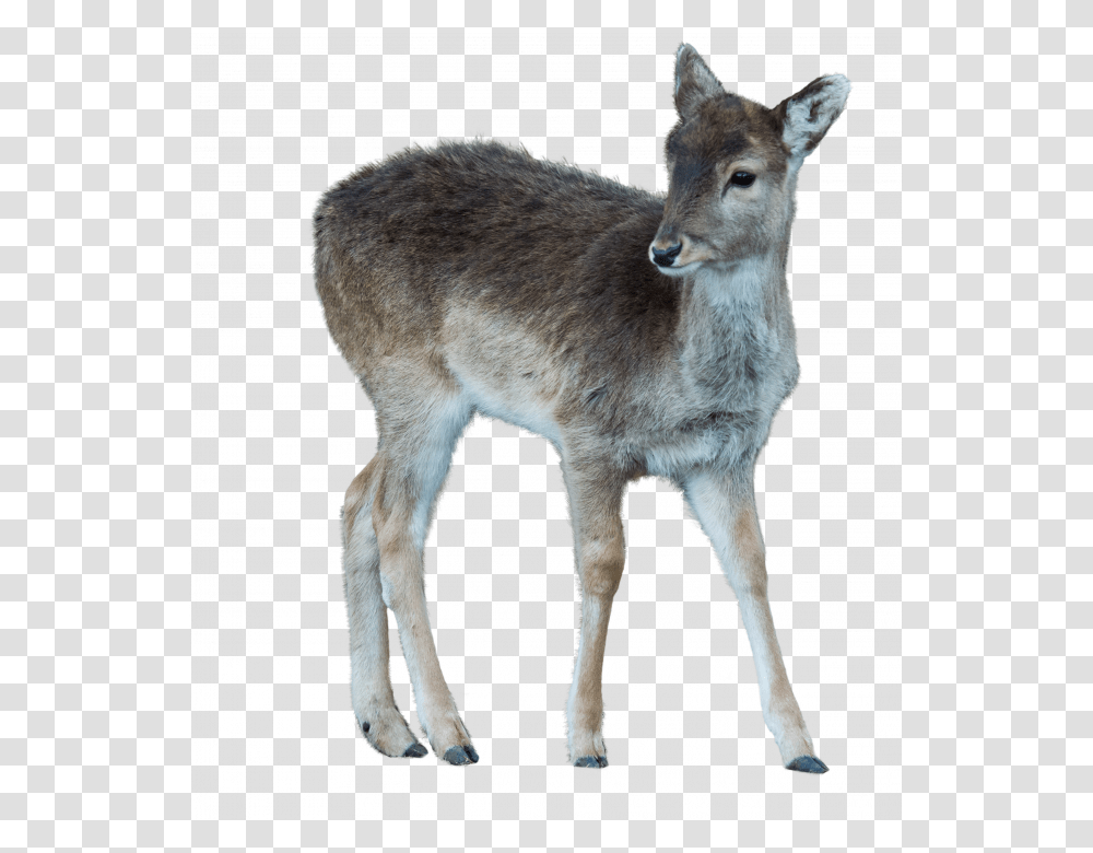 Wild Animals Pictures, Deer, Wildlife, Mammal, Antelope Transparent Png