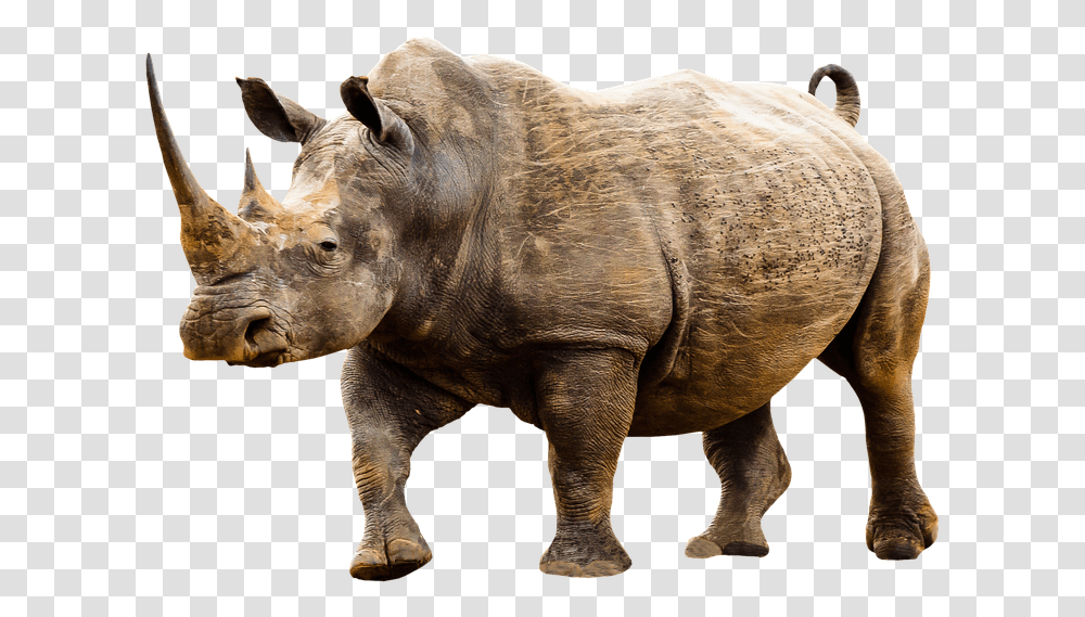 Wild Animals, Rhino, Wildlife, Mammal, Elephant Transparent Png