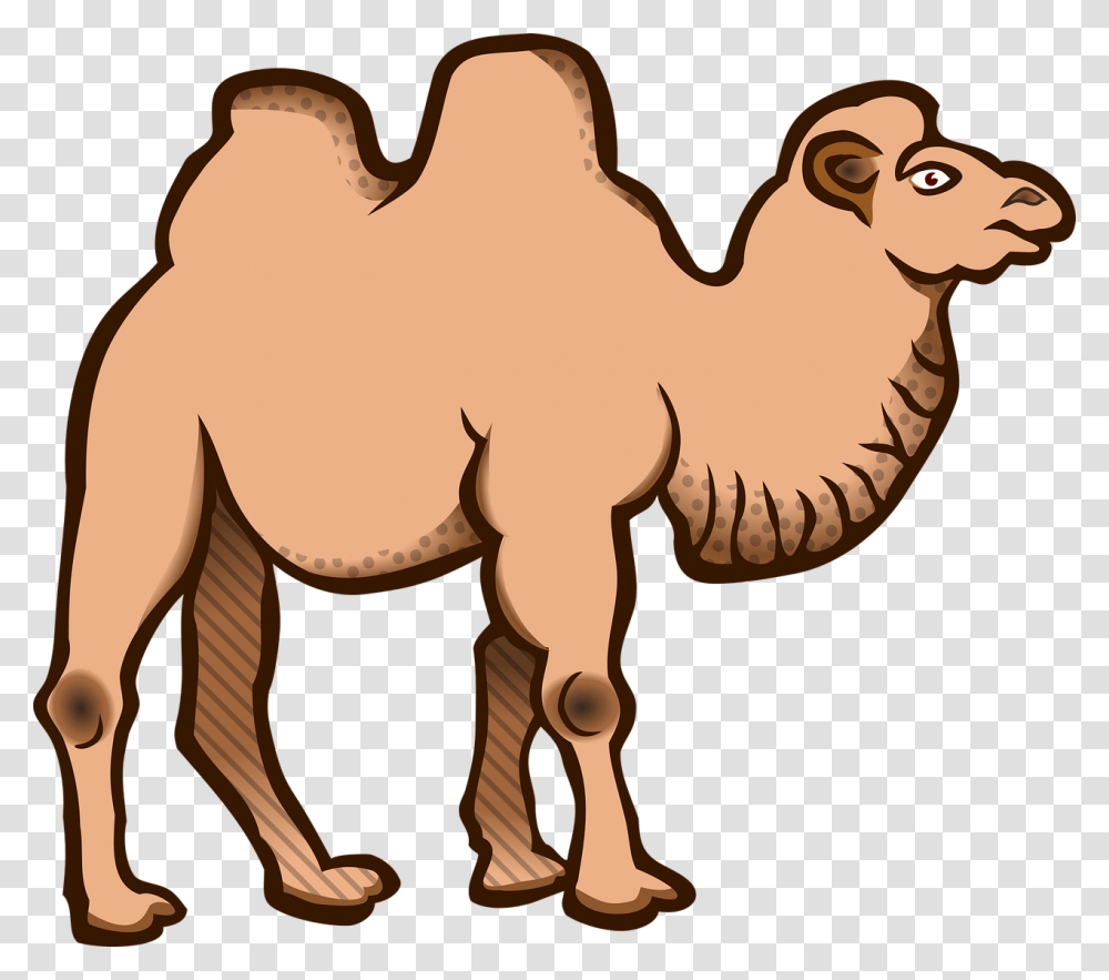 Wild Bactrian Camel Cartoon, Mammal, Animal Transparent Png