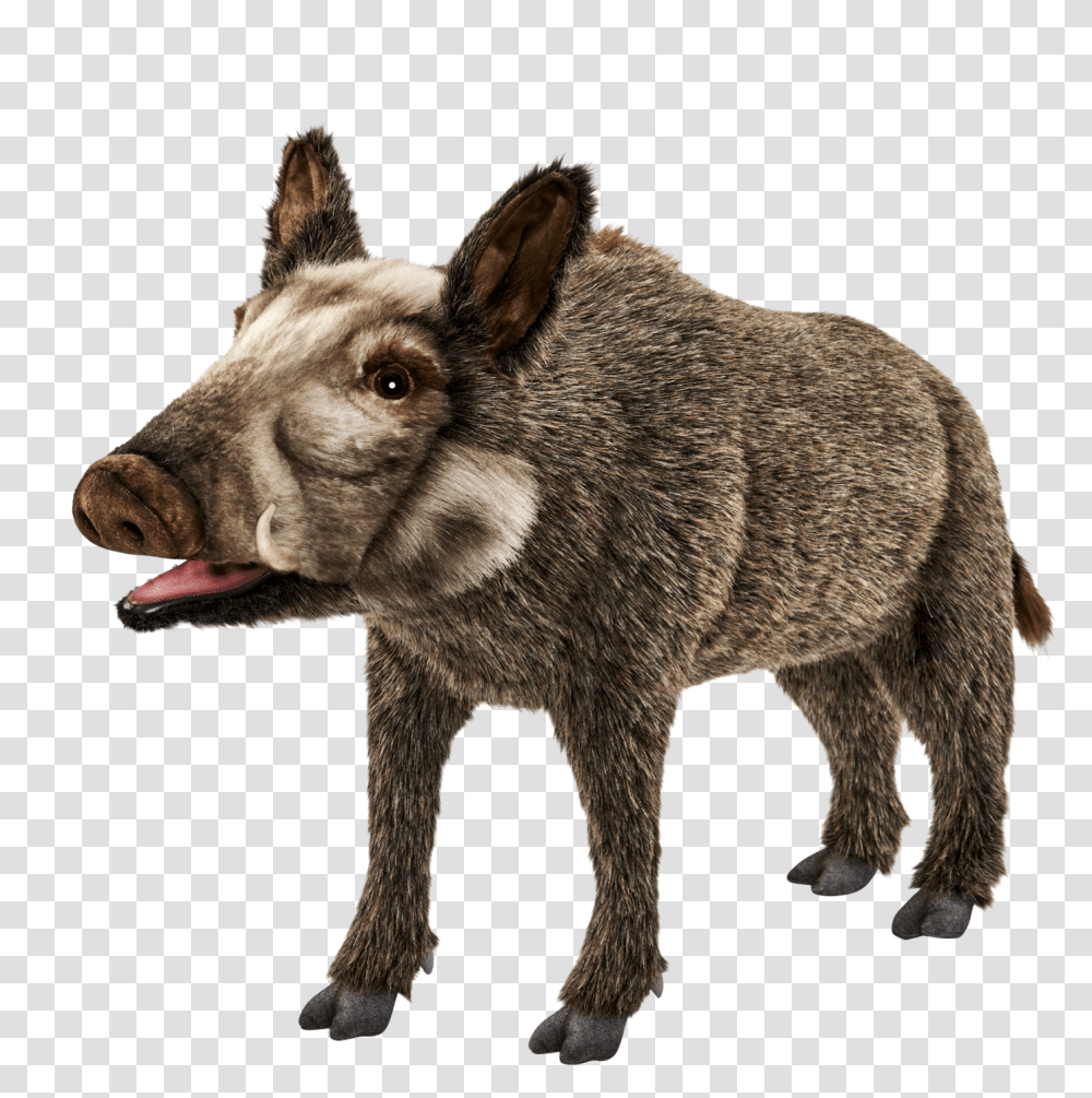 Wild Boar Images Download Pig Donkey, Hog, Mammal, Animal Transparent Png