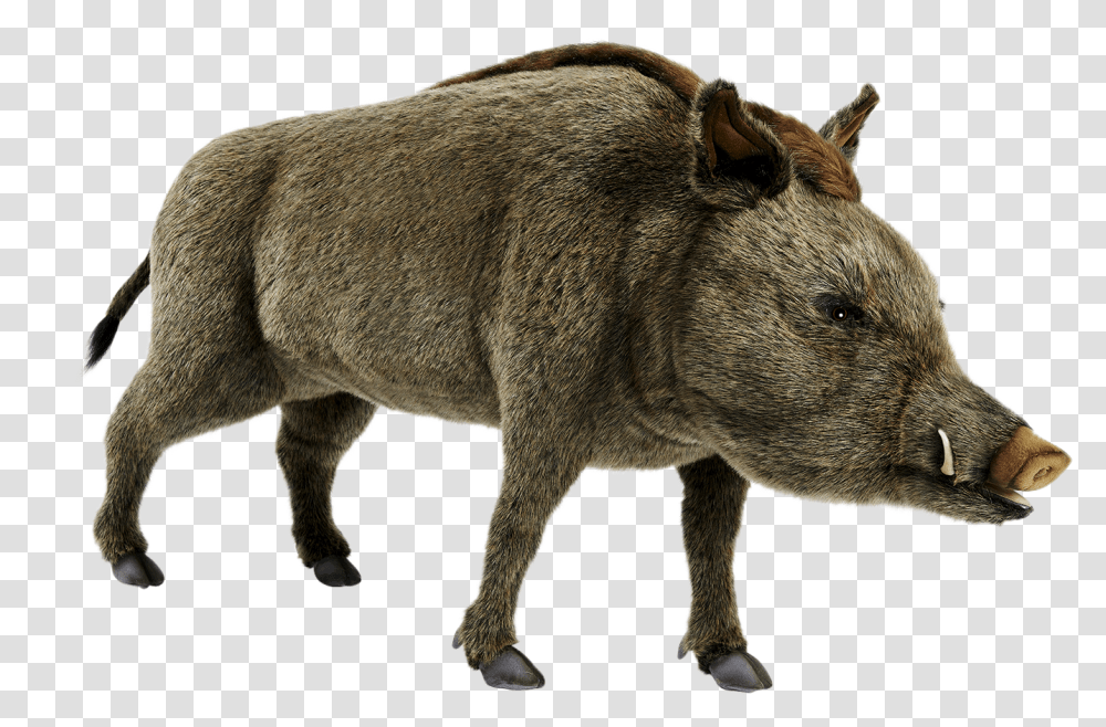 Wild Boar Pics, Pig, Mammal, Animal, Hog Transparent Png