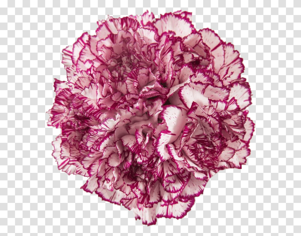 Wild Cabbage, Plant, Carnation, Flower, Blossom Transparent Png