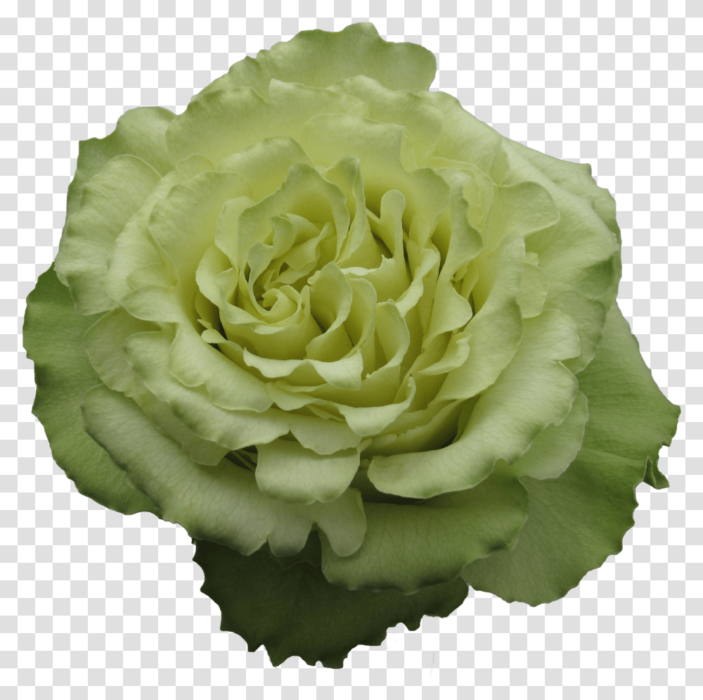Wild Cabbage Transparent Png