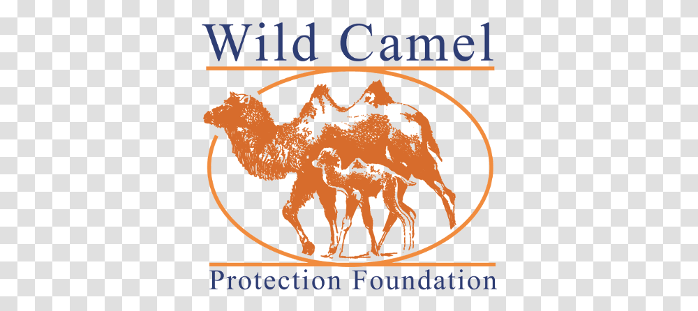 Wild Camel Protection Foundation, Animal, Mammal, Poster Transparent Png