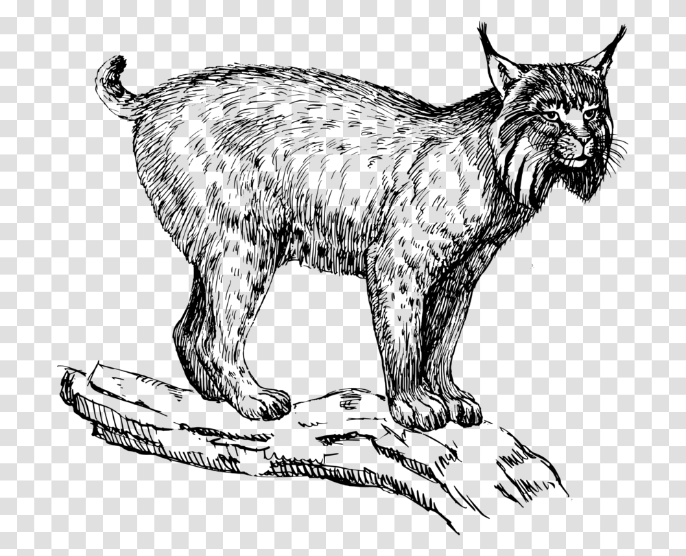 Wild Catcarnivorandog Like Mammal Lynx Clip Art, Gray, World Of Warcraft Transparent Png