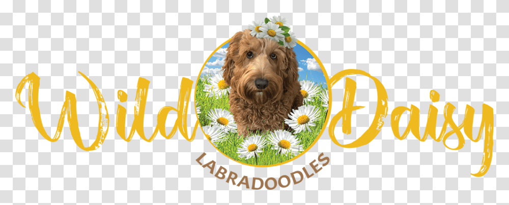 Wild Daisy Labradoodles Logo Labradoodle, Dog, Pet, Canine, Animal Transparent Png