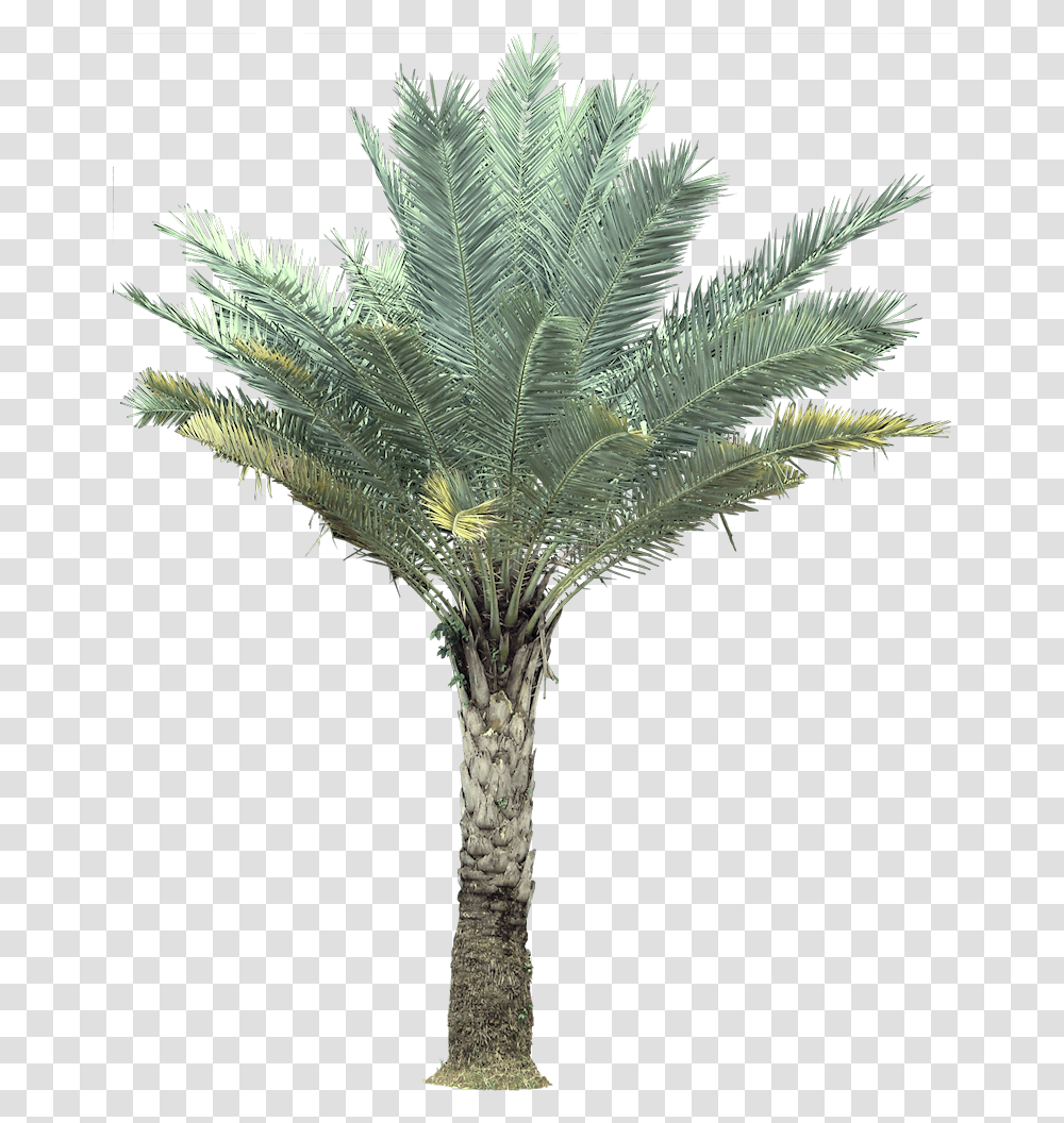 Wild Date Palm, Tree, Plant, Palm Tree, Arecaceae Transparent Png