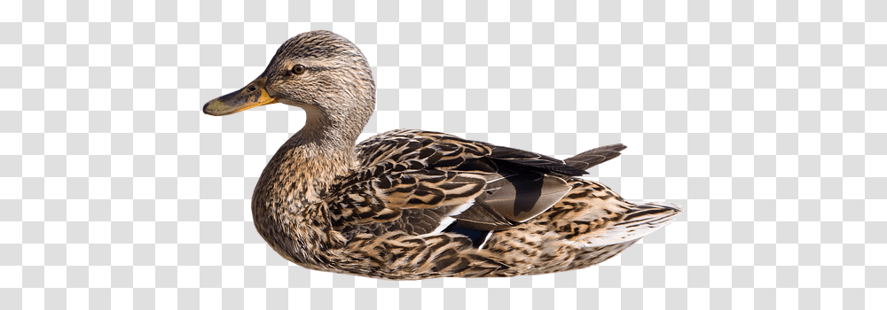 Wild Duck Swim Hen Isolated Mallard Duck Bird Pato Nadando, Animal, Waterfowl, Anseriformes, Goose Transparent Png