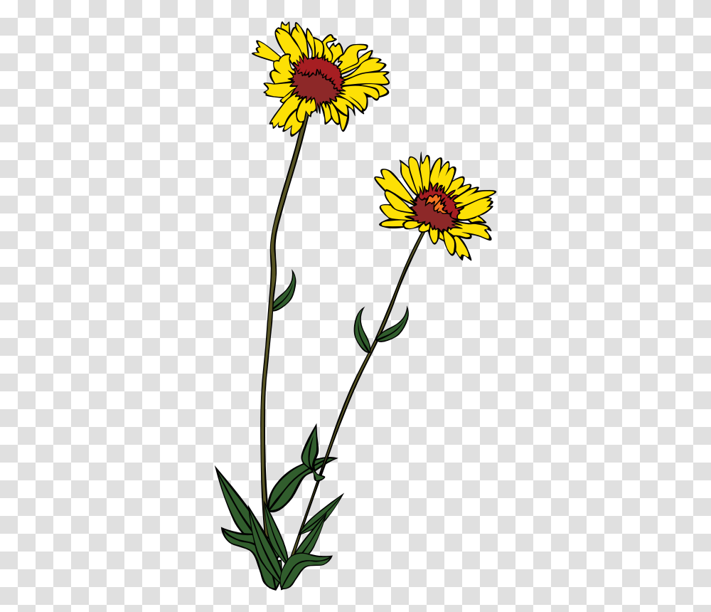 Wild Flower Clip Art, Plant, Blossom, Daisy, Ikebana Transparent Png
