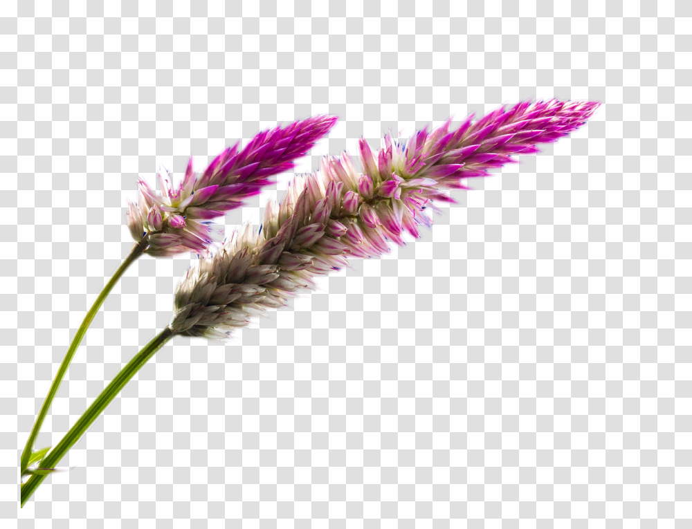 Wild Flower Clipart Free Stock Field Flower, Grass, Plant, Lawn, Blossom Transparent Png