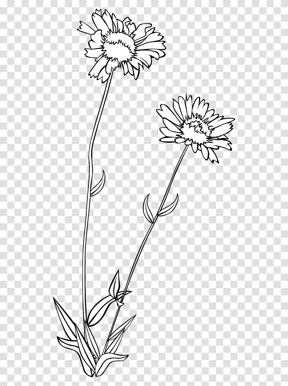Wild Flower Clipart, Floral Design, Pattern, Plant Transparent Png
