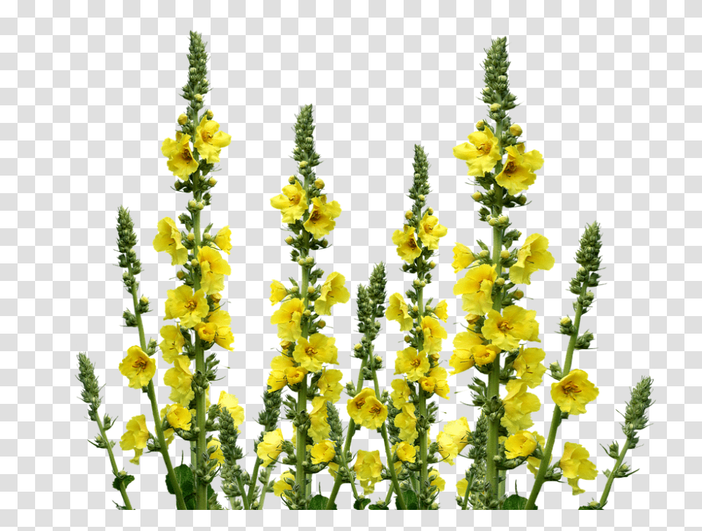 Wild Flowers 960, Plant, Pollen, Bush, Vegetation Transparent Png