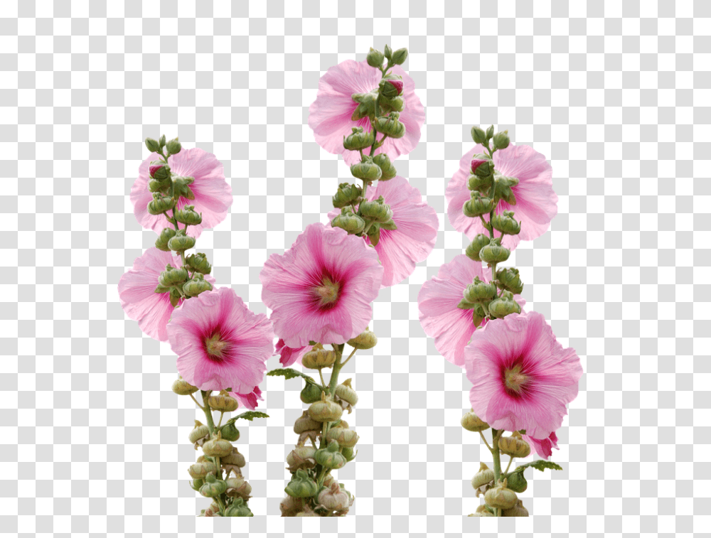 Wild Flowers 960, Plant, Hibiscus, Blossom, Petal Transparent Png