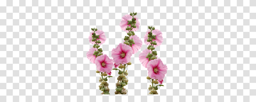 Wild Flowers Nature, Plant, Hibiscus, Blossom Transparent Png