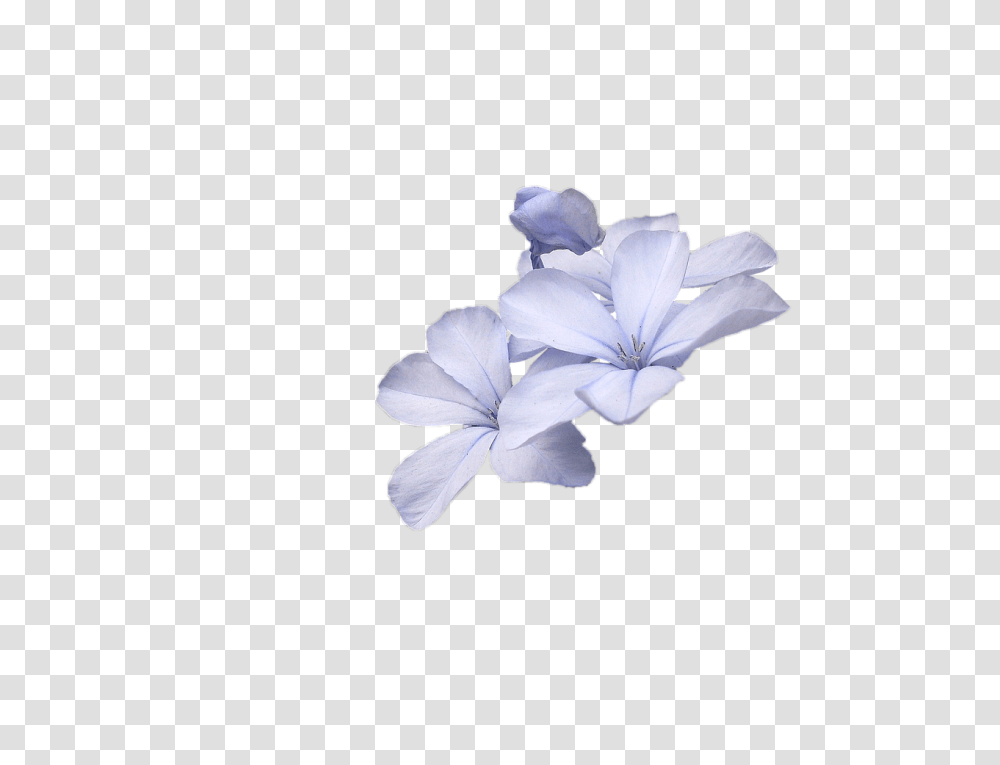 Wild Flowers Blue Flower Small Flowers, Geranium, Plant, Blossom, Petal Transparent Png