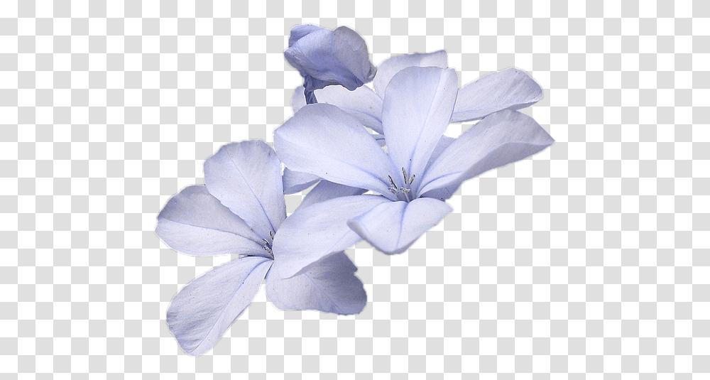 Wild Flowers Blue Wild Flower Free Picture Small Blue Flower, Geranium, Plant, Blossom, Petal Transparent Png