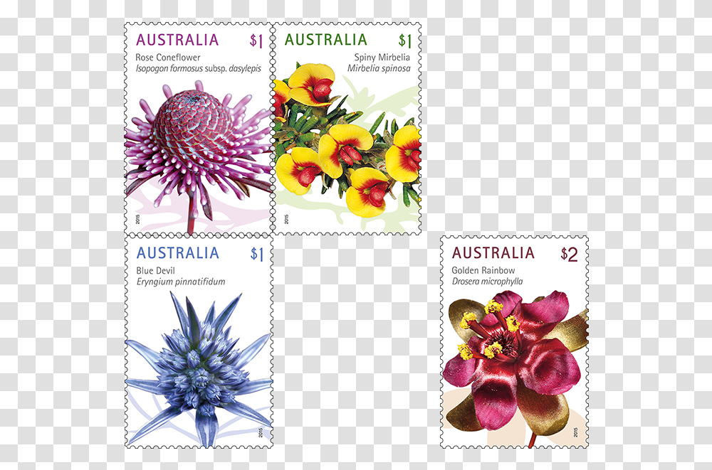 Wild Flowers Postage Stamps Australia 2020, Pattern, Floral Design Transparent Png