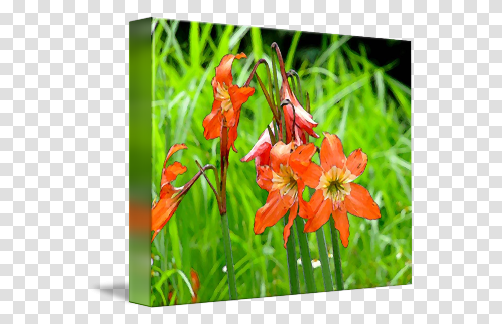 Wild Flowers Red Lirios By Elias Salazar Crocosmia Crocosmiiflora, Plant, Blossom, Anther, Bird Transparent Png
