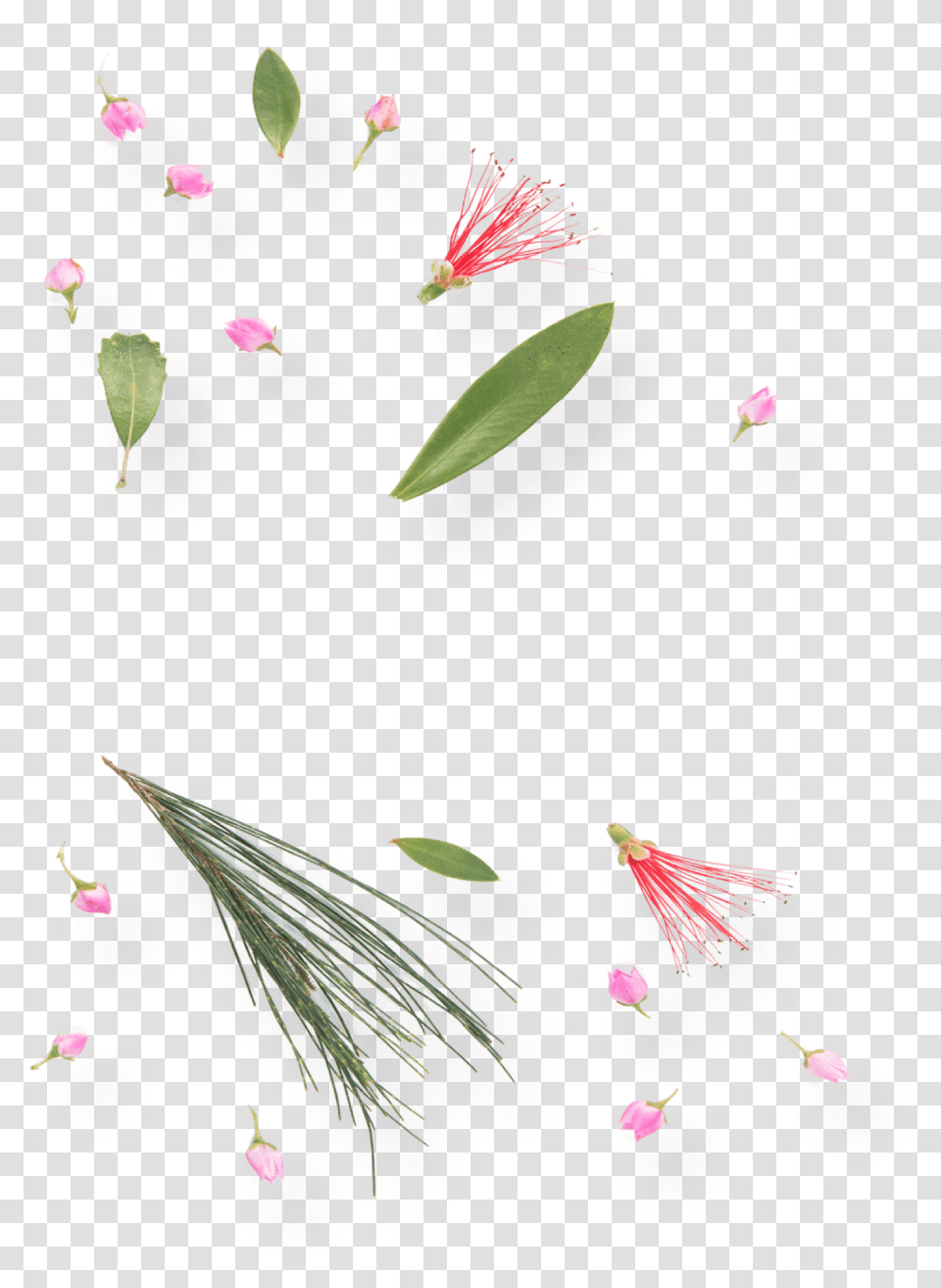 Wild Flowers Water Lily, Plant, Petal, Flag, Anther Transparent Png