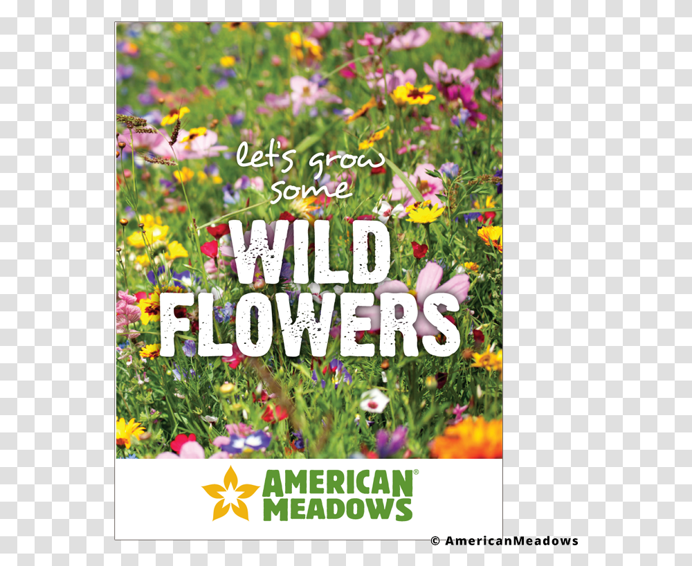 Wild Flowers White Small Flowers In Wildflower Mix, Advertisement, Petal, Plant, Outdoors Transparent Png