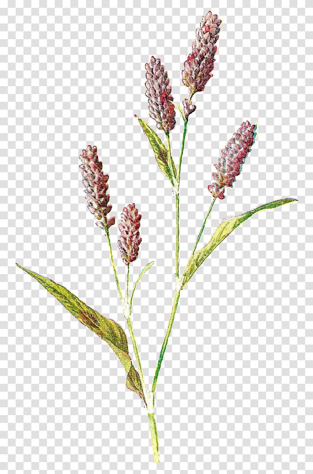 Wild Flowers Wildflower, Plant, Amaranthaceae, Lawn, Grass Transparent Png