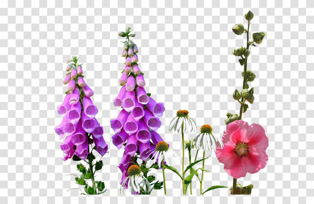 Wild Flowers Wildflowers, Plant, Blossom, Foxglove Transparent Png