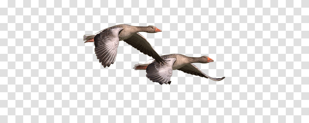 Wild Goose Nature, Flying, Bird, Animal Transparent Png